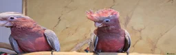 Cockatoo birds for sale: 2 baby cute tame gala cockatoos - Advert 1