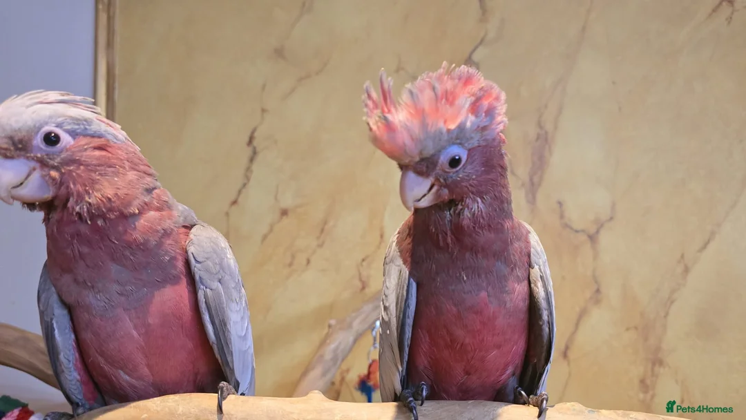 Cockatoo birds for sale: 2 baby cute tame gala cockatoos - Advert 1