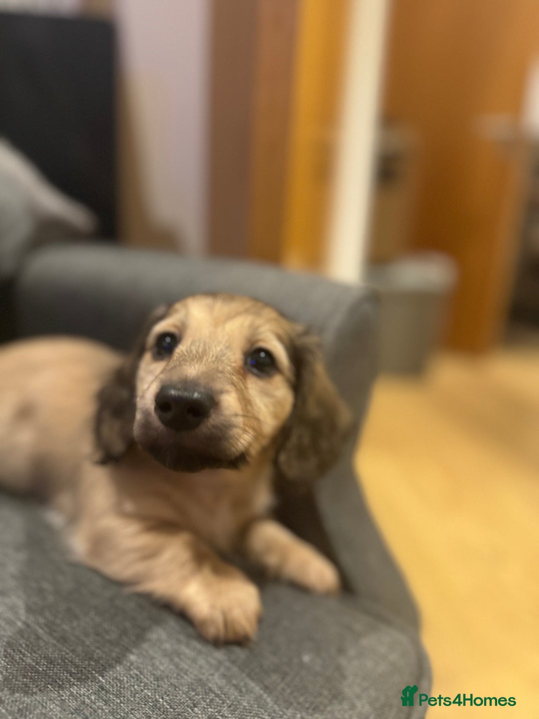 Miniature Dachshund dogs for sale: English Cream KC Reg PRA Clear Mini Dachshund  - Advert 5