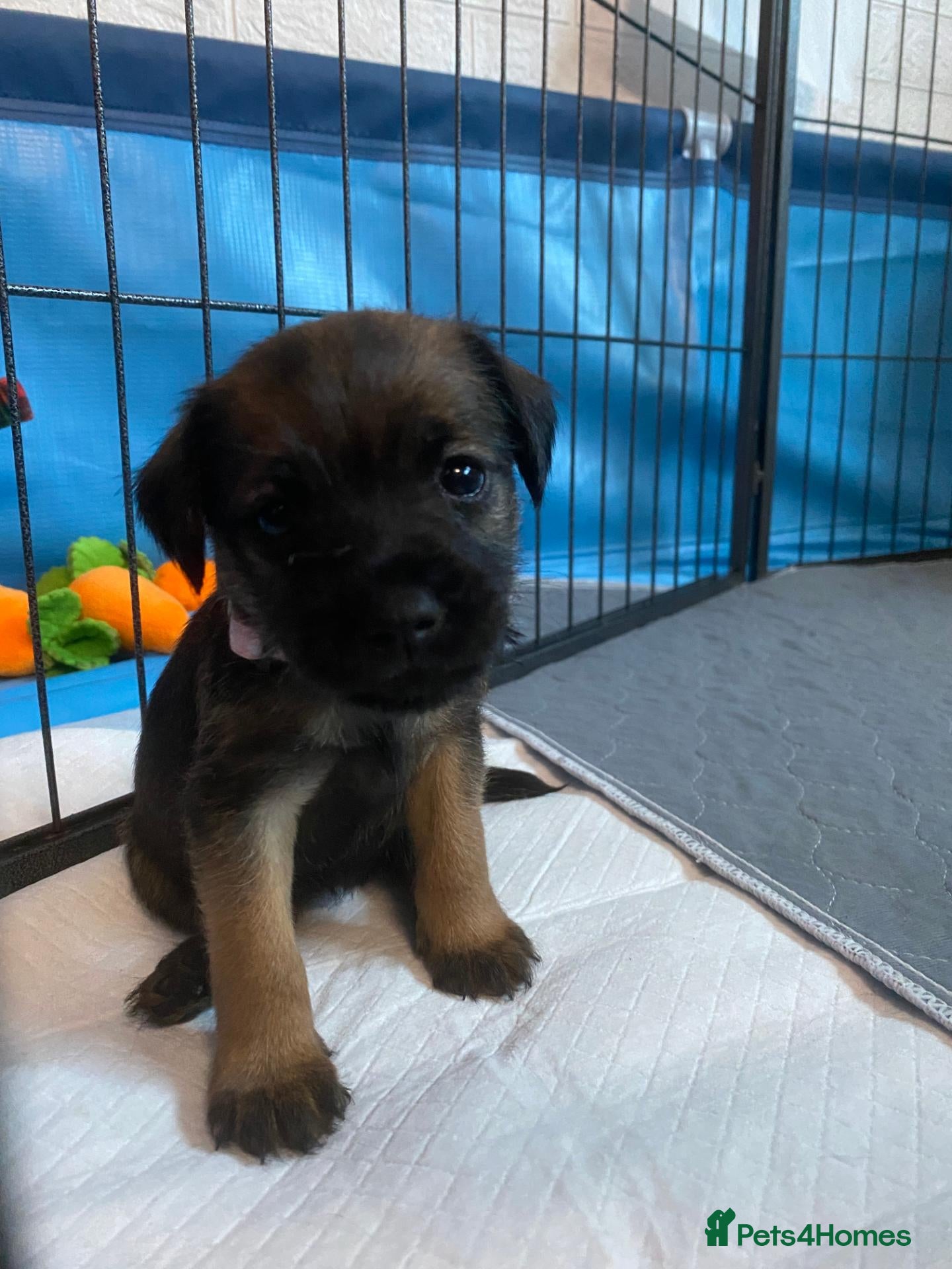 Border Terrier dogs **Border Terrier Puppies** - Advert 10