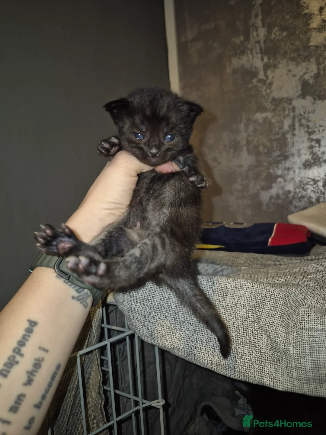 Mixed Breed cats for sale: 3 beautiful kittens - Advert 4