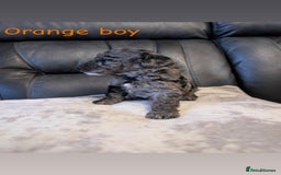 Labradoodle dogs for sale: Heal tested F1b miniature labradoodles - Image 11