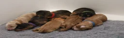 Cockapoo dogs for sale: F1 COCKAPOOS 5* LICENSED BREEDER - Advert 3