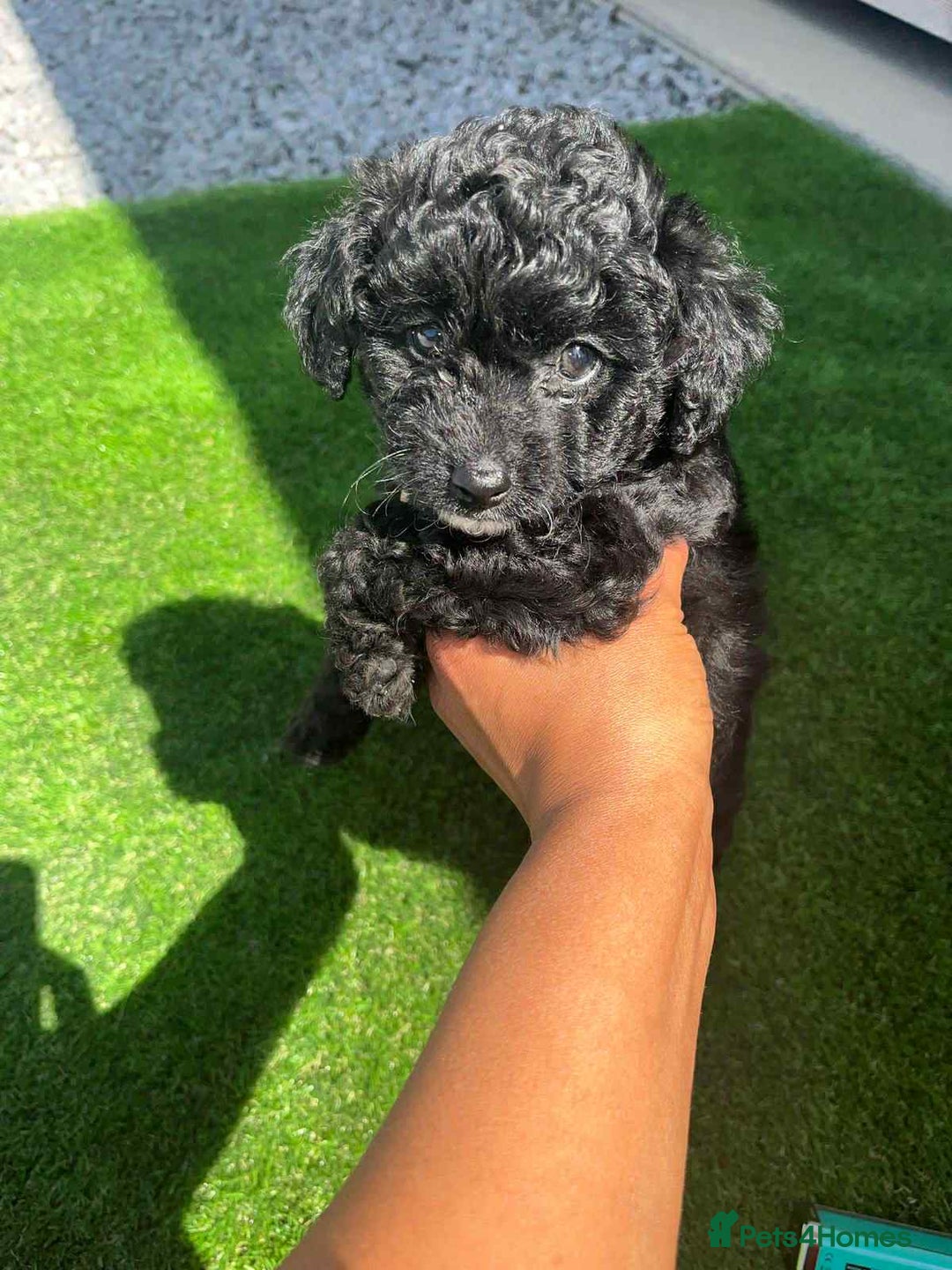 Shihpoo dogs for sale: Toy shihpoo  - Image 3