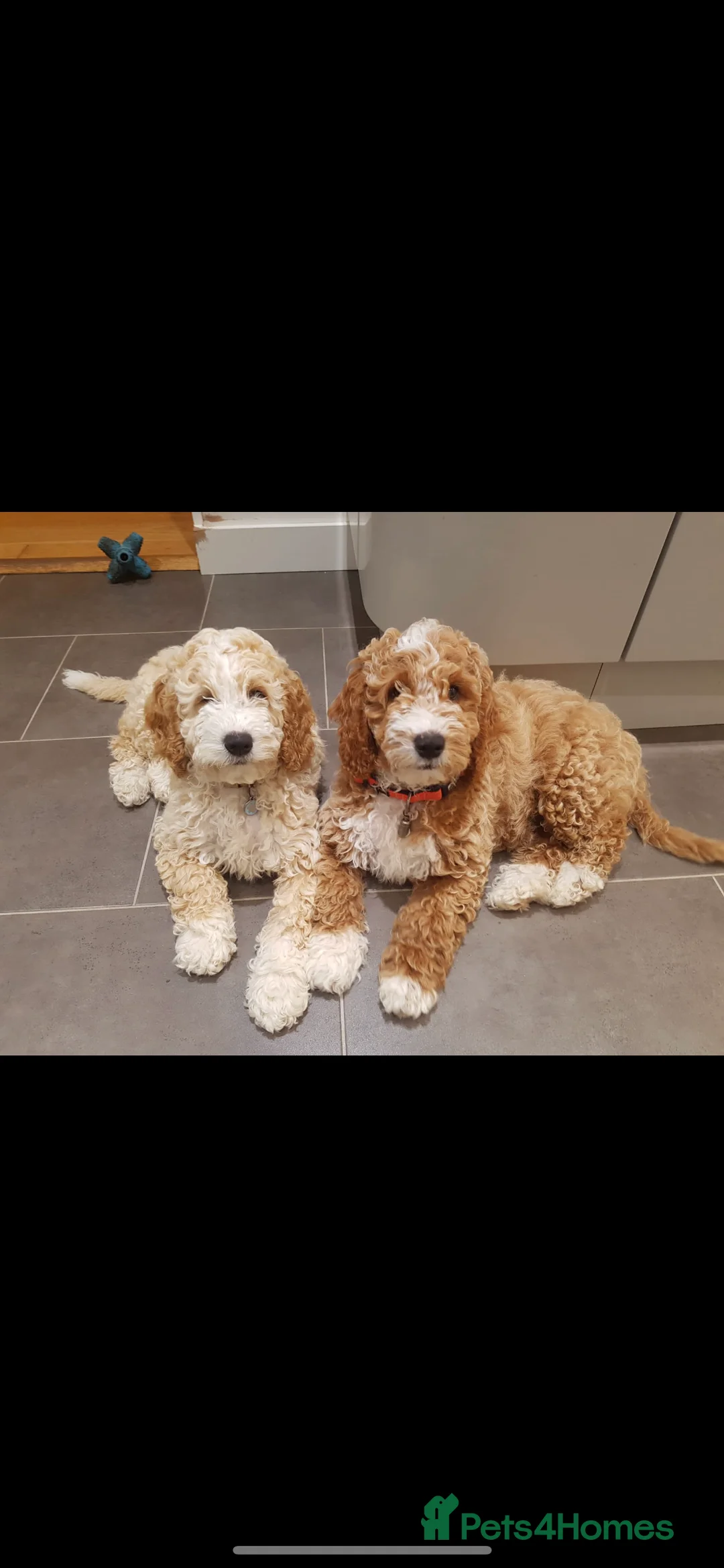 Toy Poodle dogs for stud: ❤️ Health Tested Beautiful red poodle for stud❤️ in Colchester - Advert 7