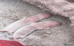 Ferret rodents for sale: Ferret kits for sale  - Image 4