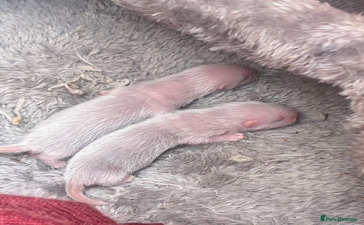 Ferret rodents - Advert 1