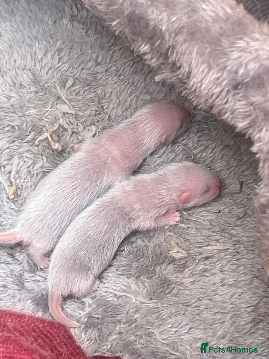 Ferret rodents for sale: Ferret kits for sale  - Image 4