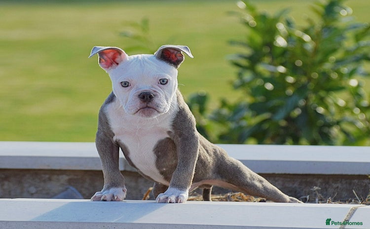Olde English Bulldogge dogs - Advert 3