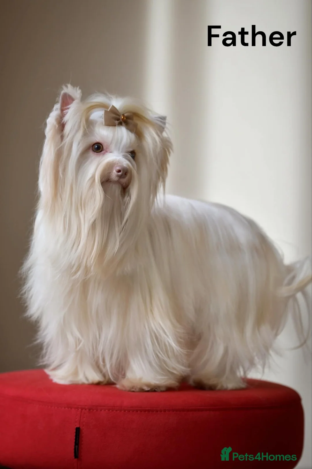 Yorkshire Terrier dogs for sale: 🤎 DNA tested mother 🤎 Blonde Yorkie girl - Advert 4