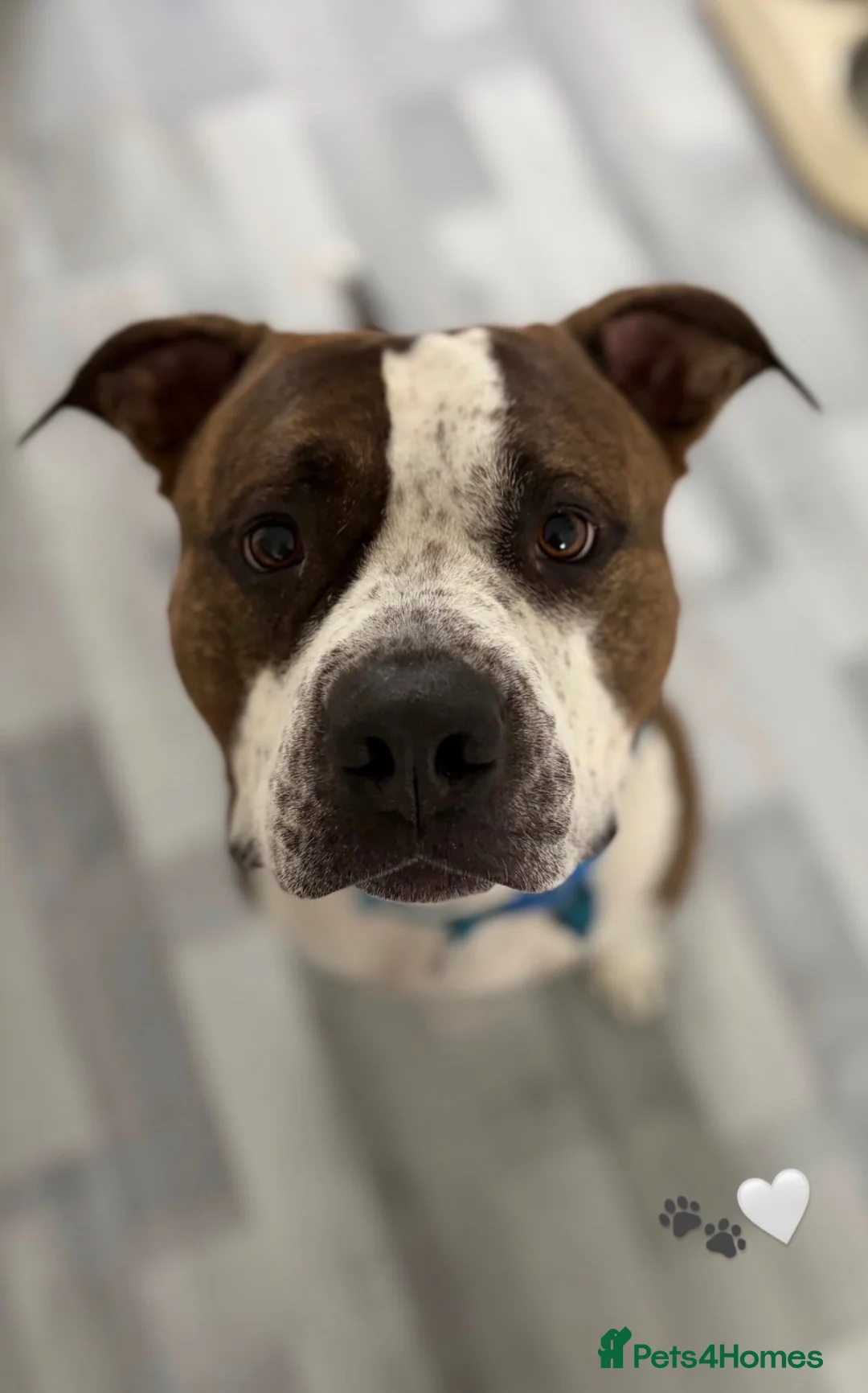 American Bull Staffy dogs for sale: Blaze  - Advert 6