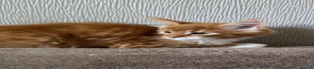 Maine Coon Kitten 2