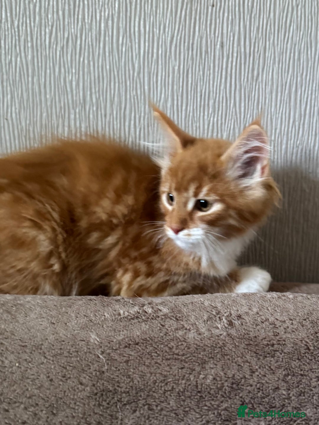 Maine Coon cats for sale: Ready now Maine Coon large Boys GCCF - Image 18