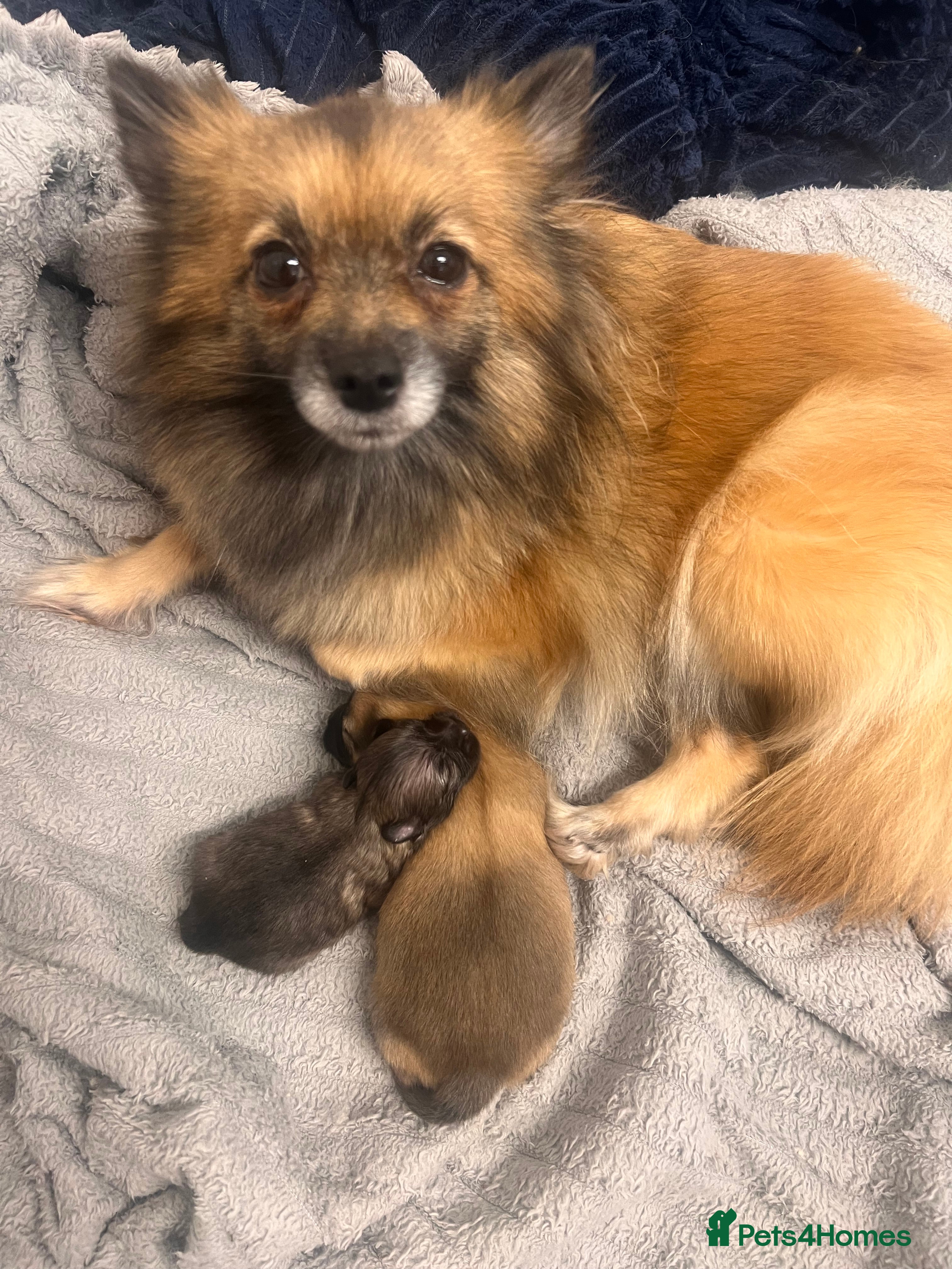 Pomeranian dogs Pomeranian Puppies - Advert 1