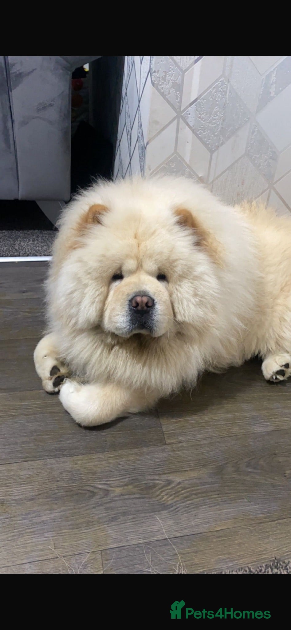 Chow Chow dogs Chow chow for stud - Advert 18