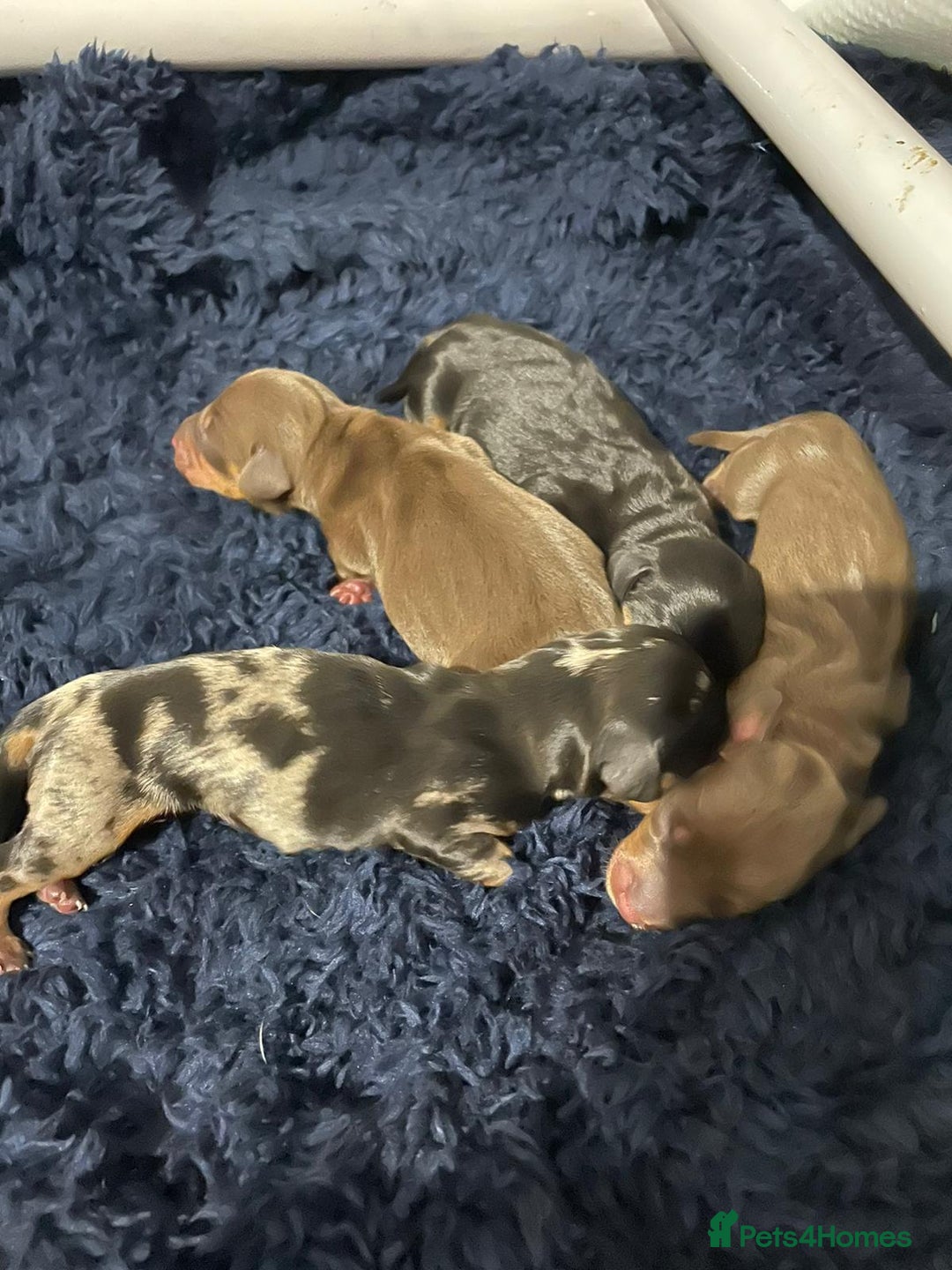 Miniature Dachshund dogs for stud: PROVEN-KC STUD minature smooth haired dachshund in Catterick Garrison - Image 10