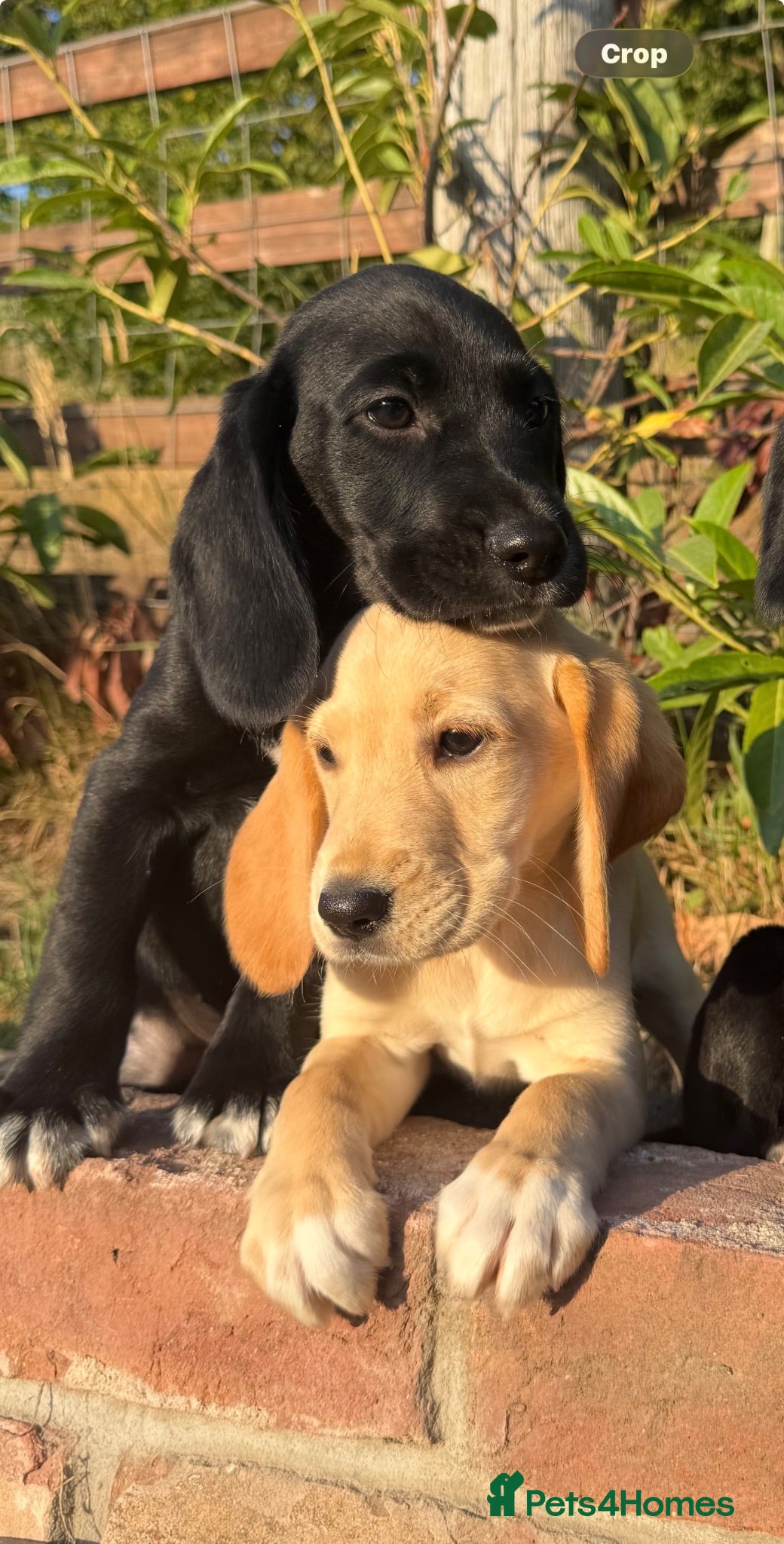 Cockerdor dogs Cockerdor puppies Labrador X Cocker Spaniel  - Advert 2
