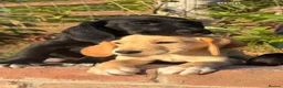 Cockerdor dogs for sale: Female Cockerdor puppy Labrador X Cocker Spaniel  - Advert 13