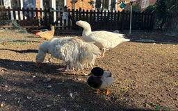 Geese poultry for sale: Sebastopol geese  - Image 6