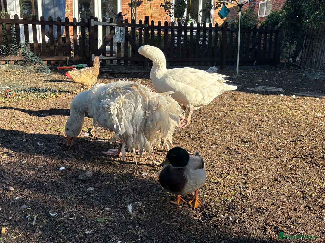 Geese poultry for sale: Sebastopol geese  - Image 6