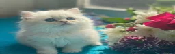 Persian cats for stud: Chinchilla Persian Silver Tip Stud - Advert 4