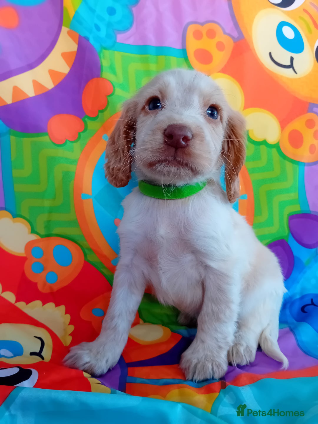 Cocker Spaniel dogs for sale: ❤️ Ready Now ❤️ Beautiful Cocker Spaniel Puppies - Image 3