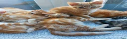 Mixed Breed cats for sale: Maine coon cross Ginger 12 week kittens male - Advert 5