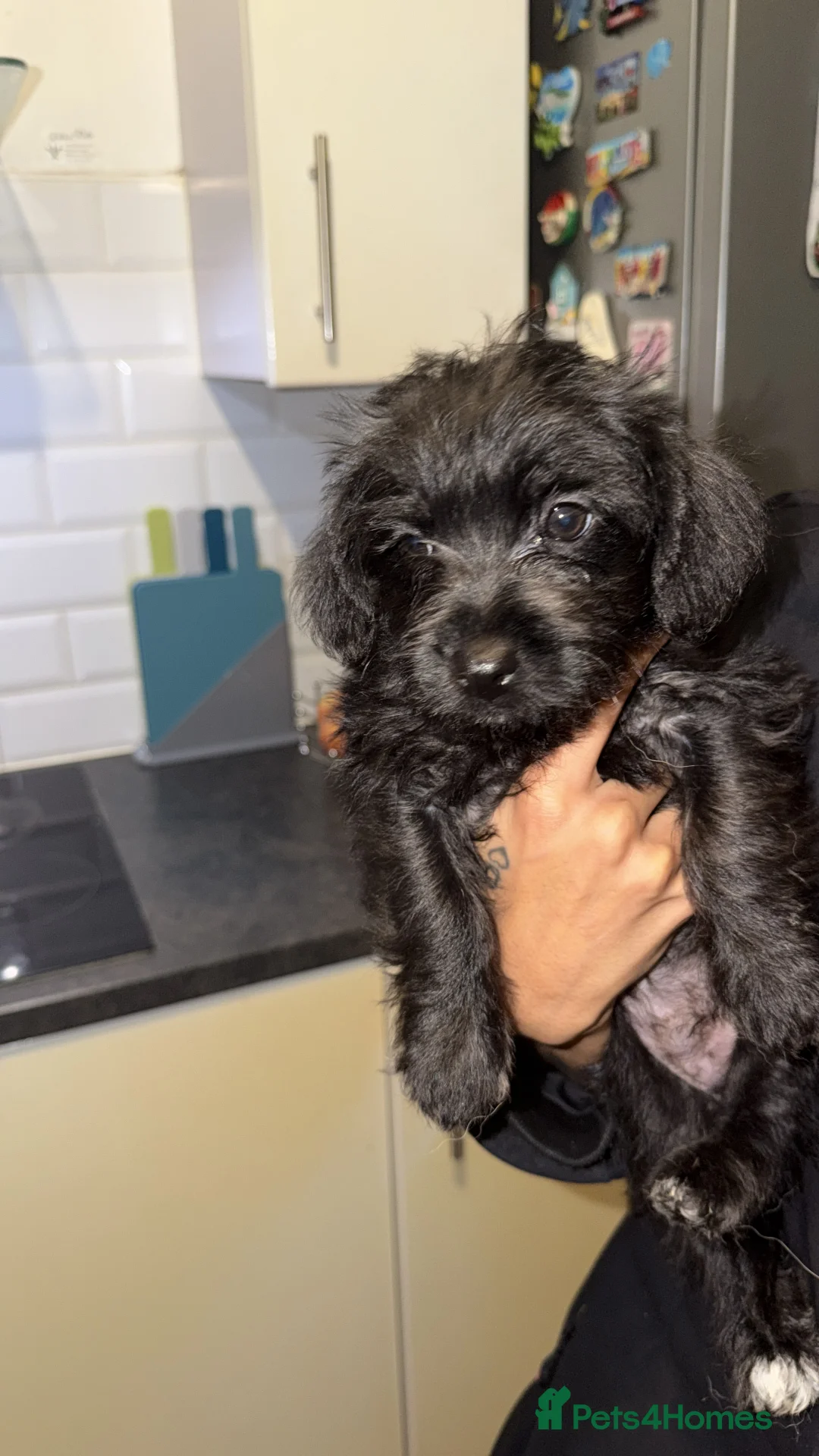Mixed Breed dogs for sale: Pattapoo puppies poodle x patterdale terrier   - Advert 3