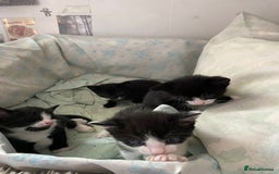 British Shorthair cats for sale: Kittens for sale !! Loving and playful  - Image 15