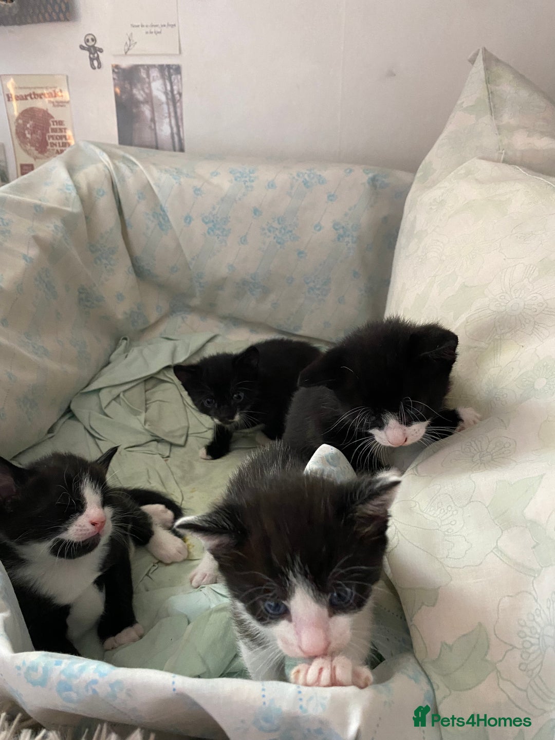 British Shorthair cats for sale: Kittens for sale !! Loving and playful  - Image 15