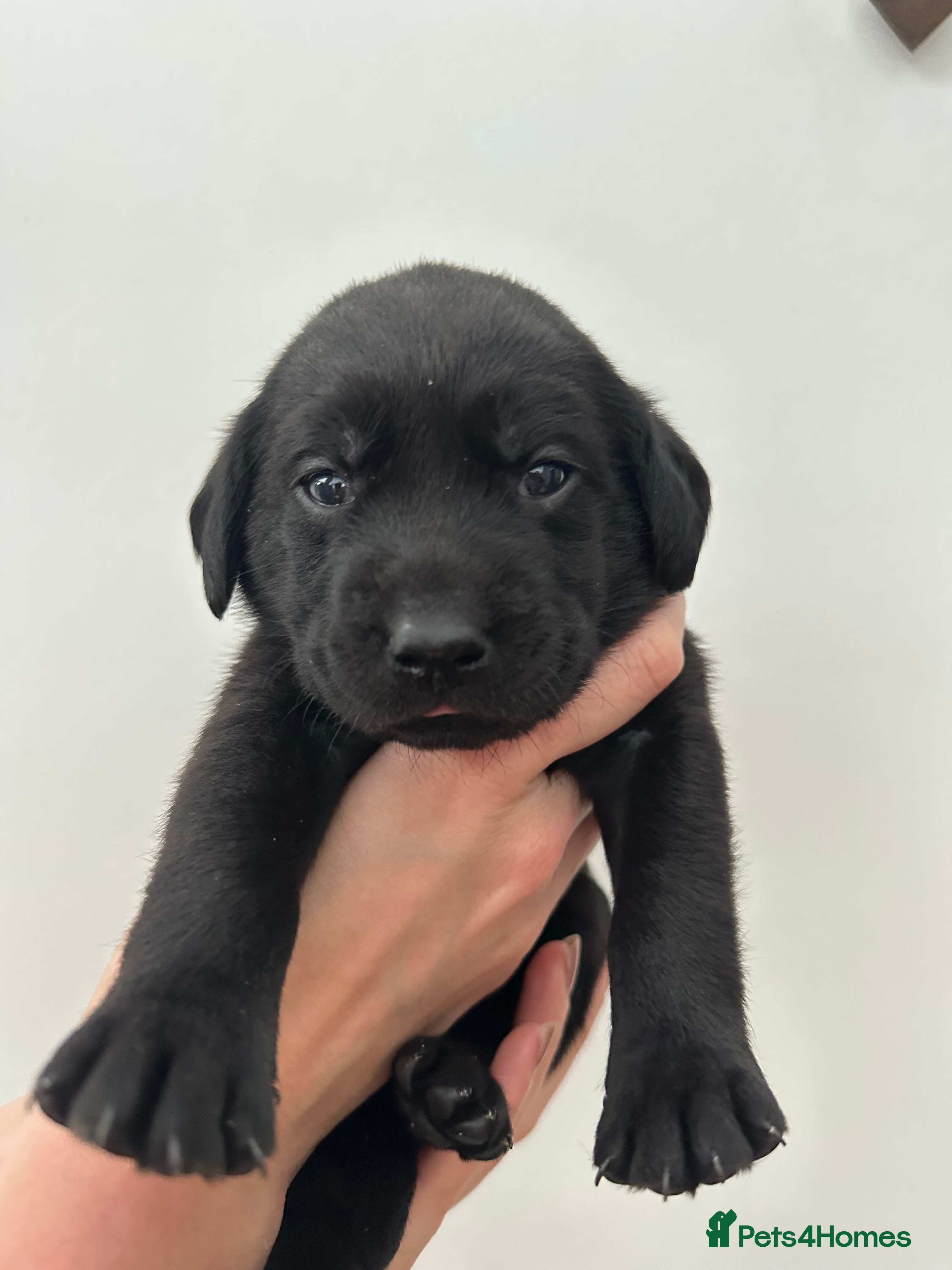 Labrador Retriever dogs Beautiful kc reg black labradors - Advert 5