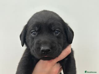 Labrador Retriever dogs Beautiful kc reg black labradors - Advert 5