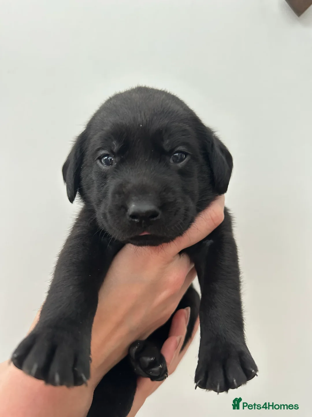 Labrador Retriever dogs for sale: Last 2 stunning kc reg black labradors - Advert 18