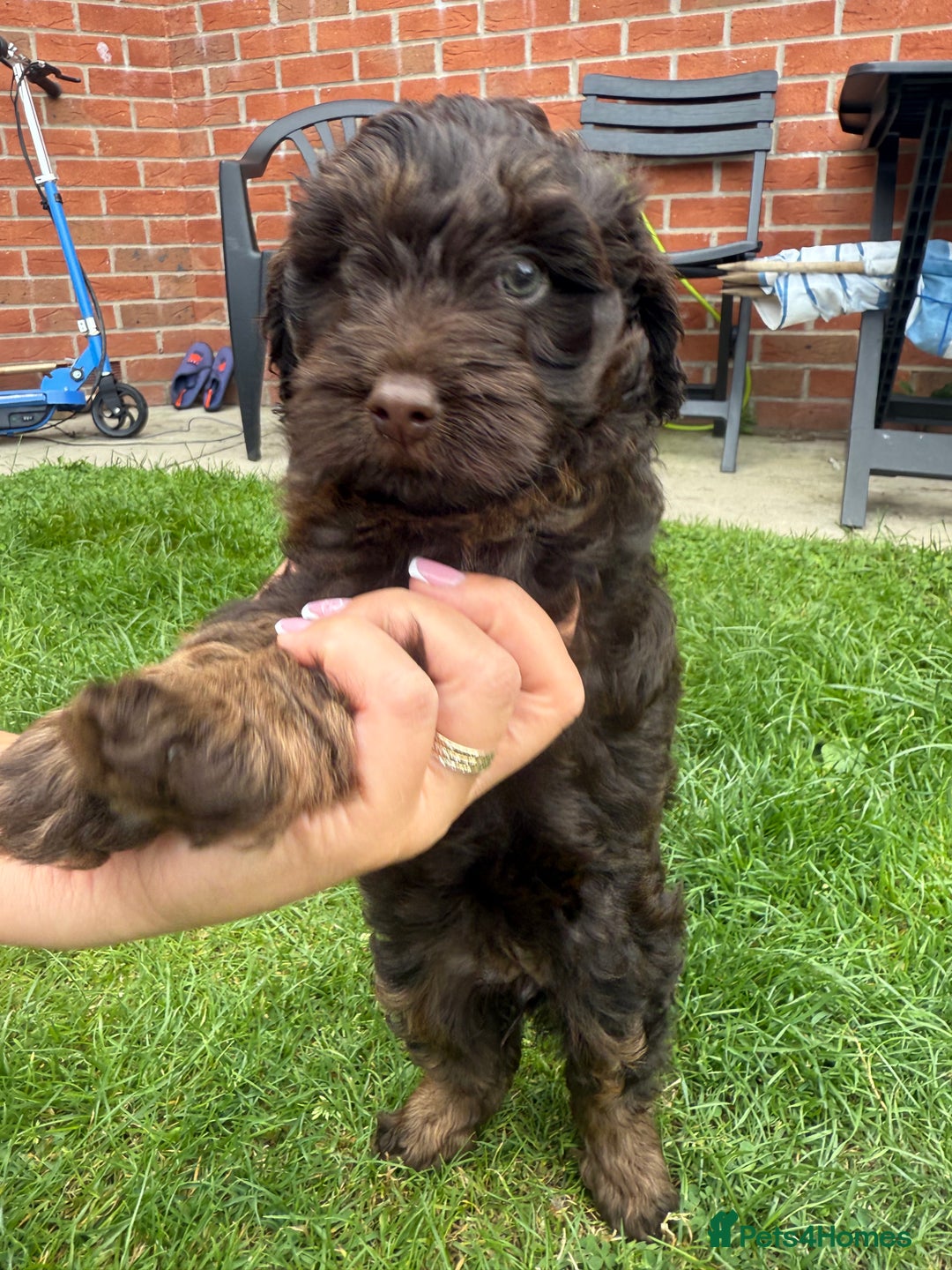 Cockapoo dogs for sale: Cockapoo  - Image 1