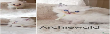 Archiewald