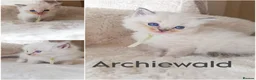 Ragdoll cats for sale: TICA Ragdoll kittens🐱🐱🐱 - Advert 8