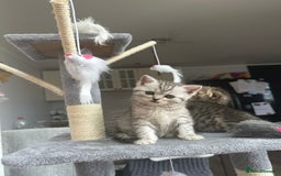 Scottish Fold cats for sale: !🆘🆘Scottish shorthair (silver chinchilla)❤️❤️❤️ - Image 18