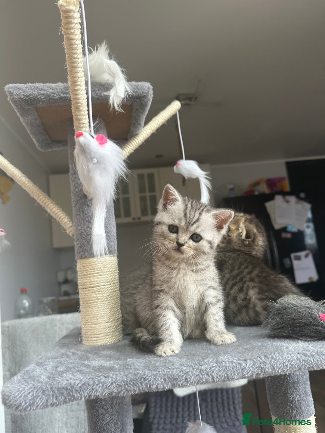Scottish Fold cats for sale: !🆘🆘Scottish shorthair (silver chinchilla)❤️❤️❤️ - Image 18