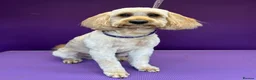 Mixed Breed dogs for sale: Cute shitzeepoo female puppy, lasts one - Advert 6