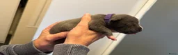 Staffordshire Bull Terrier dogs for sale: 8 GORGEOUS  STAFFORDSHIRE BULL TERRIER PUPPIES - Advert 8