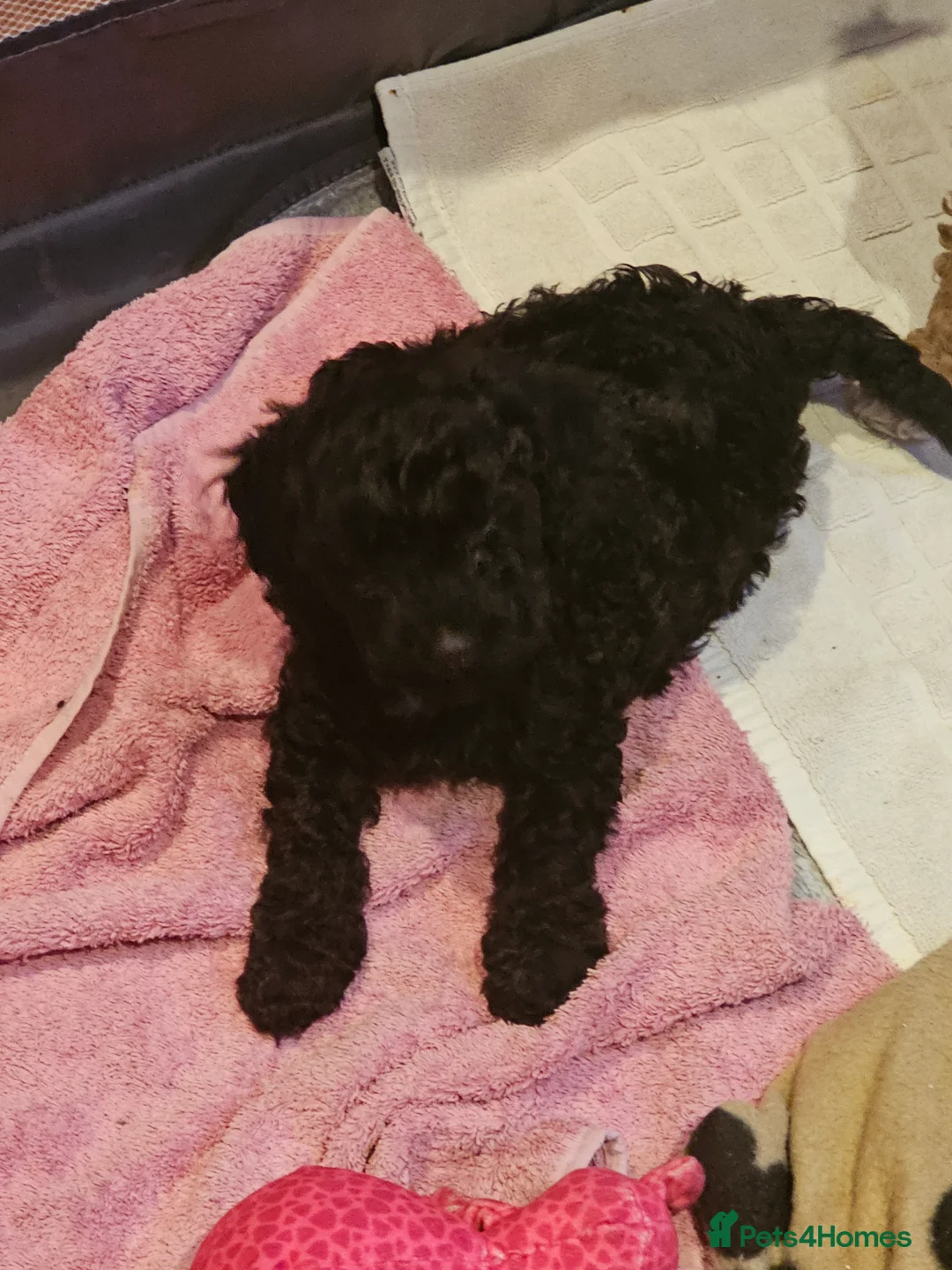 Cockapoo dogs for sale: Cockerpoo F1b Pups for sale (Ready to be rehomed) - Advert 12