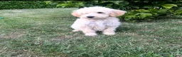 Goldendoodle dogs for sale: Standard GoldenDoodle Puppies - Advert 7