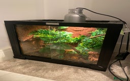 Gecko reptiles for sale: Crested Gecko + Enclosure - Image 2