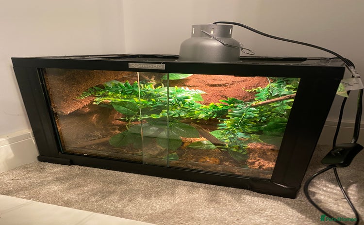 Gecko reptiles - Advert 1