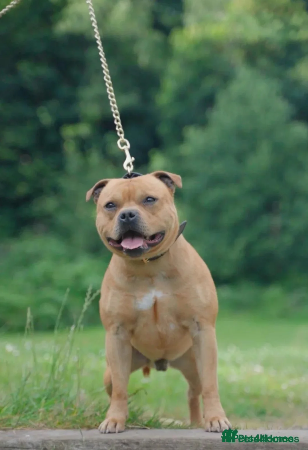 Staffordshire Bull Terrier dogs for sale: Red Staffordshire bull terrier puppies for sale - Advert 13