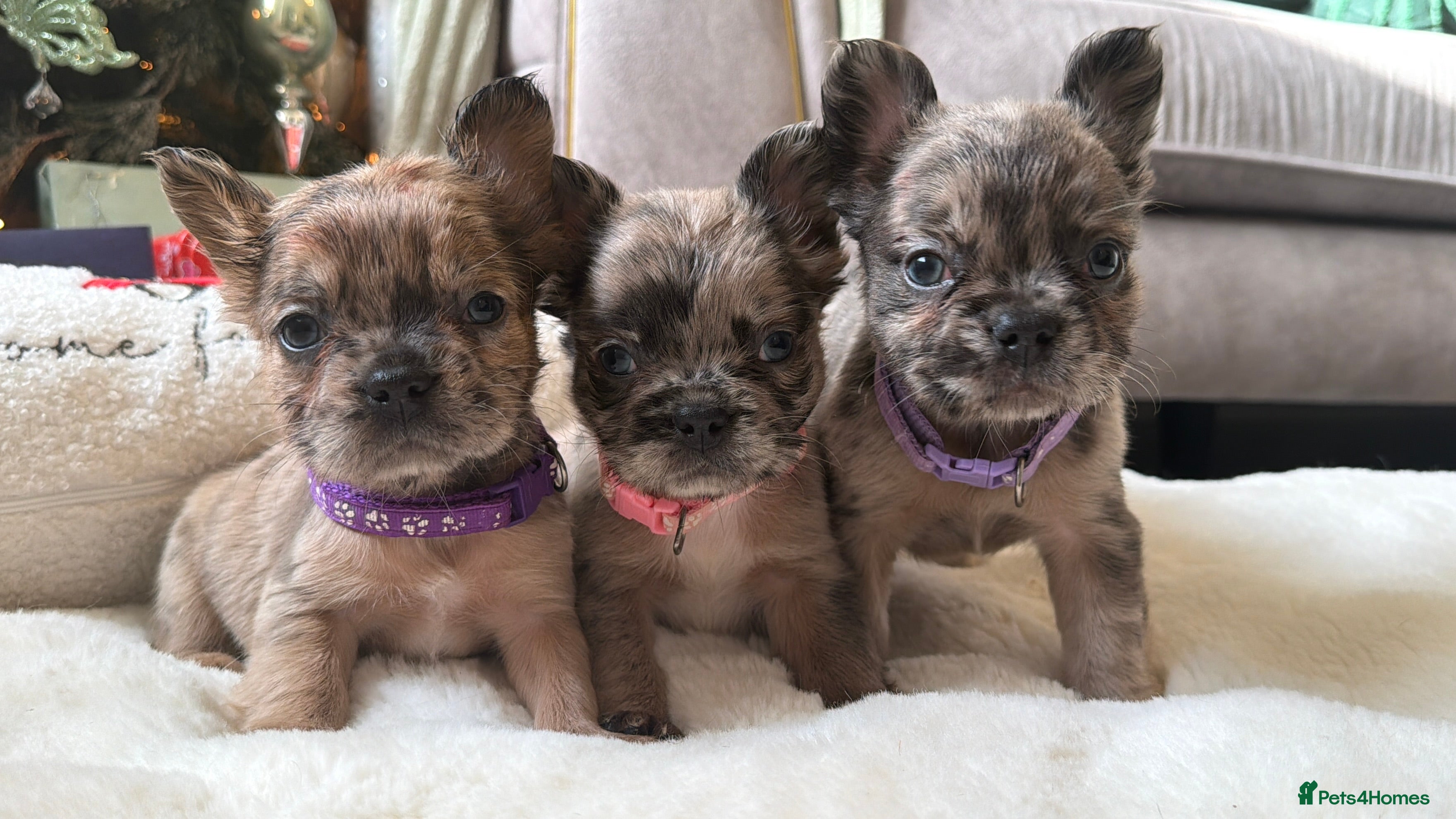 French Bulldog dogs 8 perfect fluffy visual French bulldogs dwkc 🧸🧸 - Advert 2
