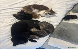 Mixed Breed cats for sale: Two beautiful kittens for sale - Image 3