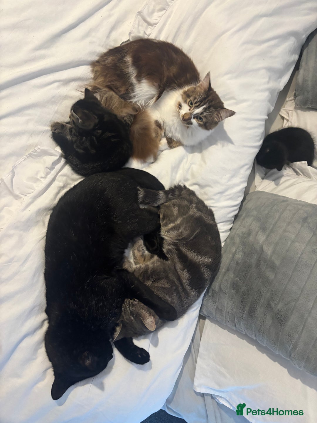 Mixed Breed cats for sale: Two beautiful kittens for sale - Image 3