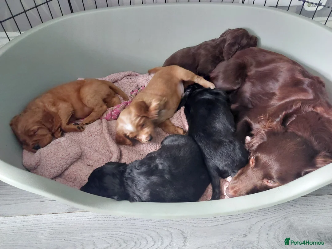 Cocker Spaniel dogs for sale: Cocker spaniel  puppies  - Advert 7