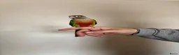 Conures birds for sale: Green cheeked conure  - Advert 3
